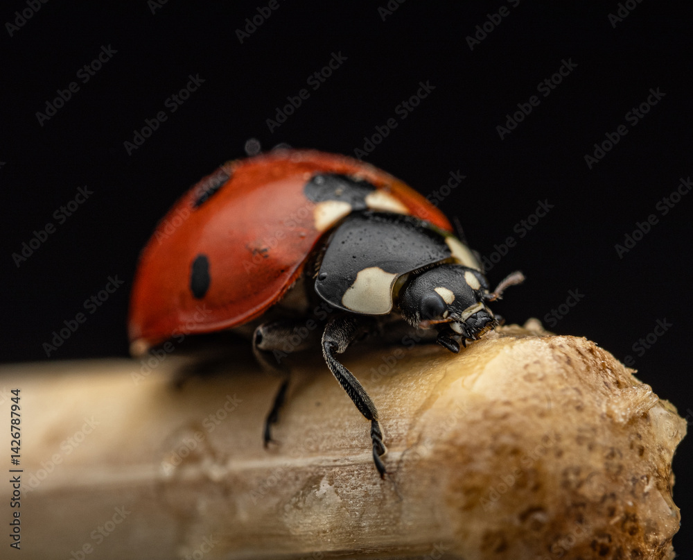 Fototapeta premium The image shows a ladybug with red wings and black spots. It is sitting on a stem, with black and white markings clearly visible on its body. The background is dark and blurred.