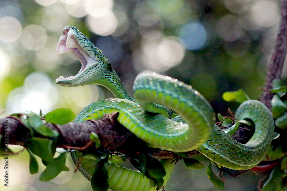 Fototapeta premium Hagens pit viper snakes on the branch
