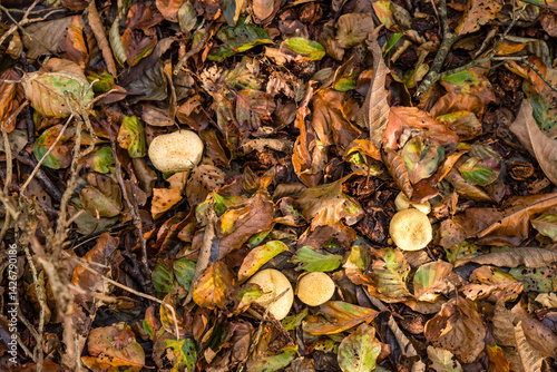 Champignons parmi des feuilles mortes