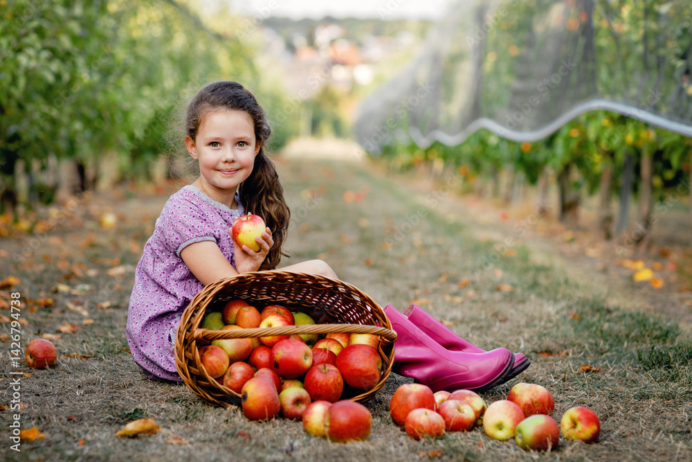 Portrait of little schoool girl in colorful clothes and rubber gum boots with red apples in organic orchard. Adorable happy healthy baby child picking fresh ripe fruits from trees and having fun.