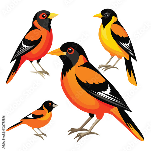 Oriole birds set isolated shilhotee vector on white background