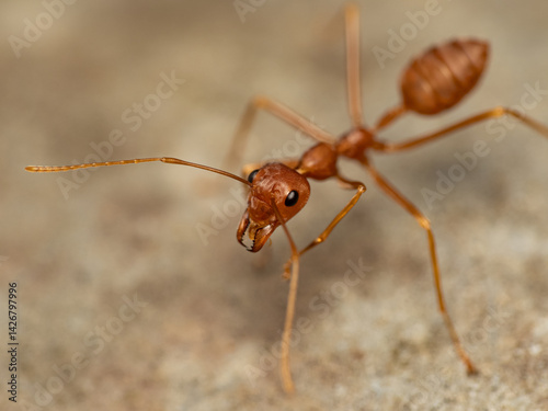 Weaver ants or green ants are eusocial insects of the Hymenoptera family Formicidae belonging to the tribe Oecophyllini.