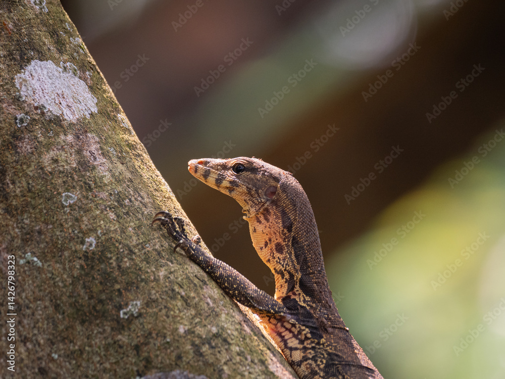 Obraz premium Asian water monitor lizard enjoying sunlight 