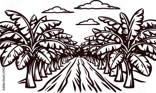 Scenic banana plantation landscape with rows of trees under partly cloudy sky