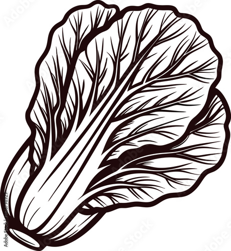 Detailed of napa cabbage with intricate line art design.