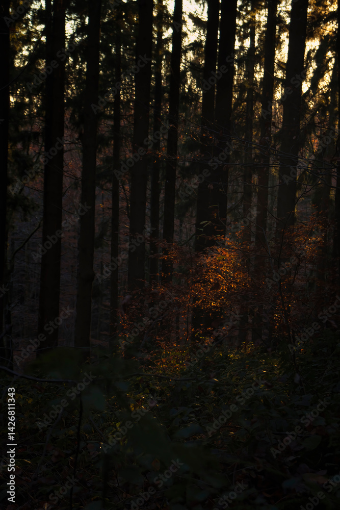 Obraz premium Light shining on colorful leaves in a forest in The Netherlands