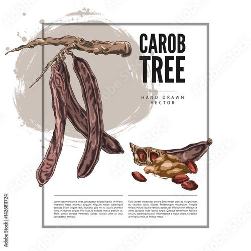 Carob tree bean pods on stem, seeds and powder product sketch, hand drawn vector label design, superfood sweetener plant