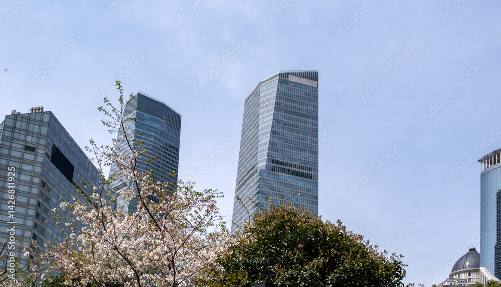 High rise buildings and cherry blossoms. Shanghai. China, Modern architecture and nature in Spring