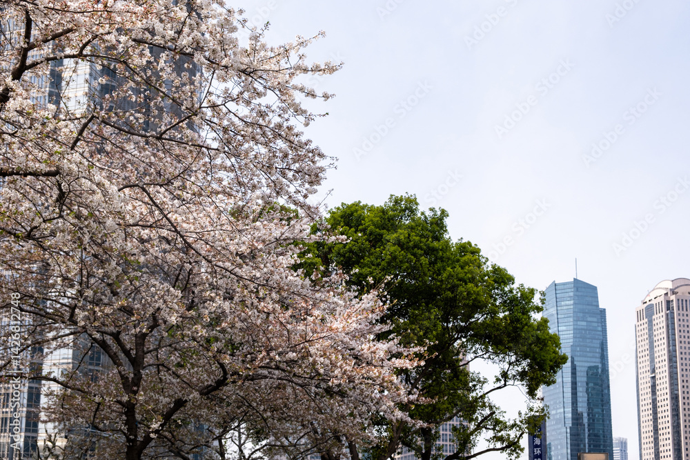 High rise buildings and cherry blossoms. Shanghai. China, Modern architecture and nature in Spring