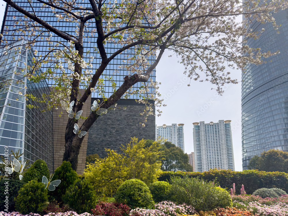 Modern architecture buildings and cherry blossoms. Shanghai. China, City street flowers in Spring