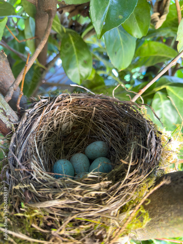 A blackbird's nest in a hedge in spring