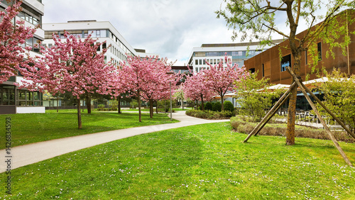 Germany - spring landscape of the Business Campus Garching near Munich with Japanese cherry trees Kanzan in full bloom