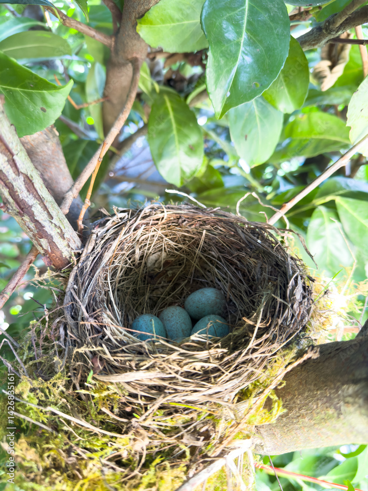 A blackbird's nest in a hedge in spring
