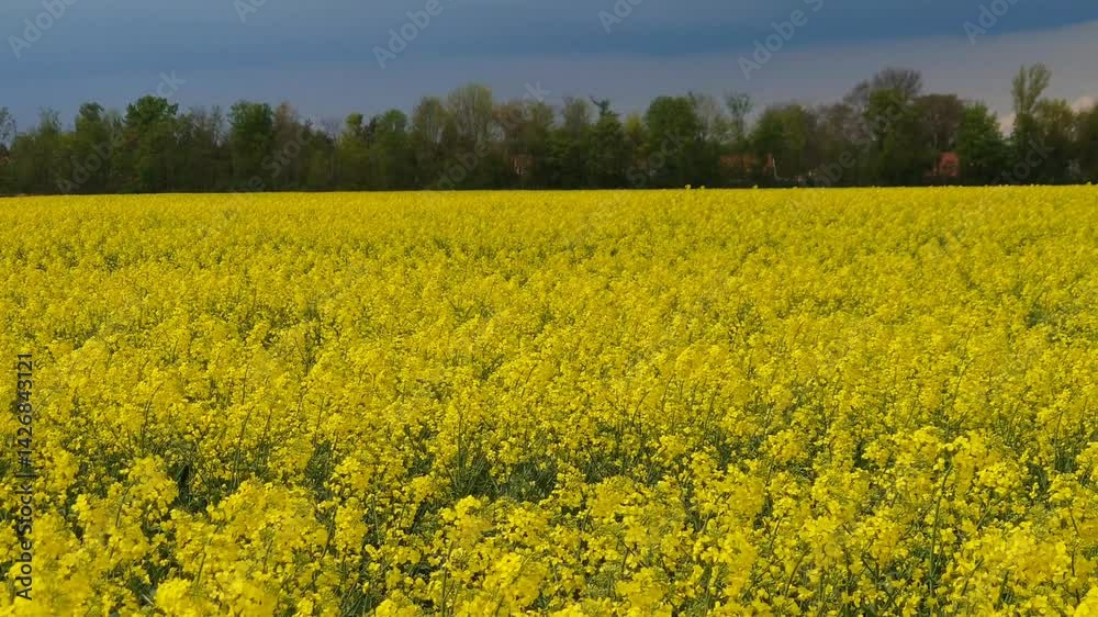 Ein gelb blühendes Rapsfeld im Frühling