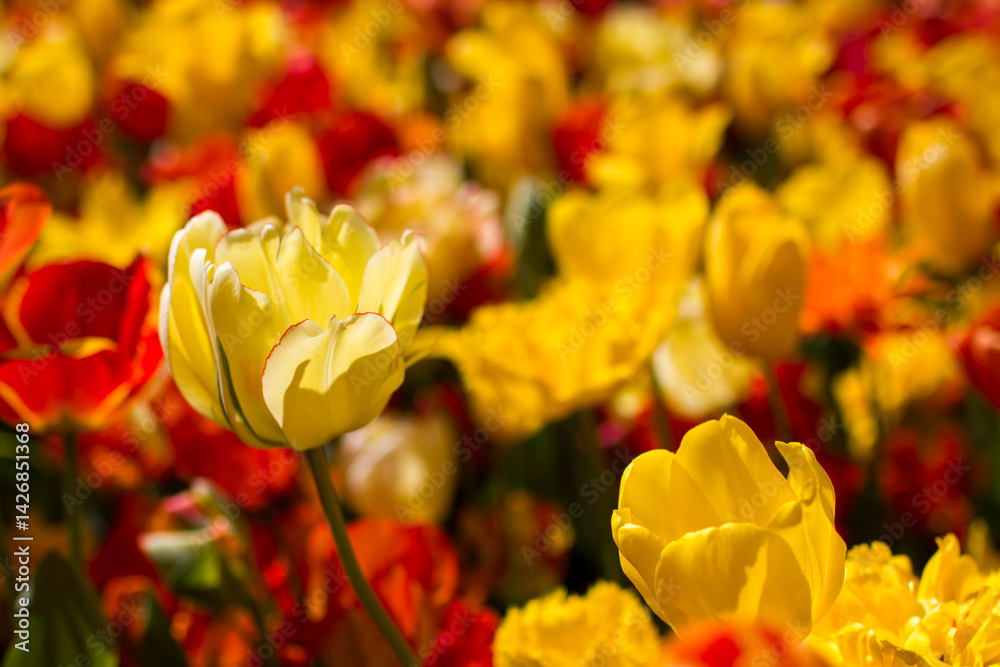 tulips flowers - spring flowers - closeu up