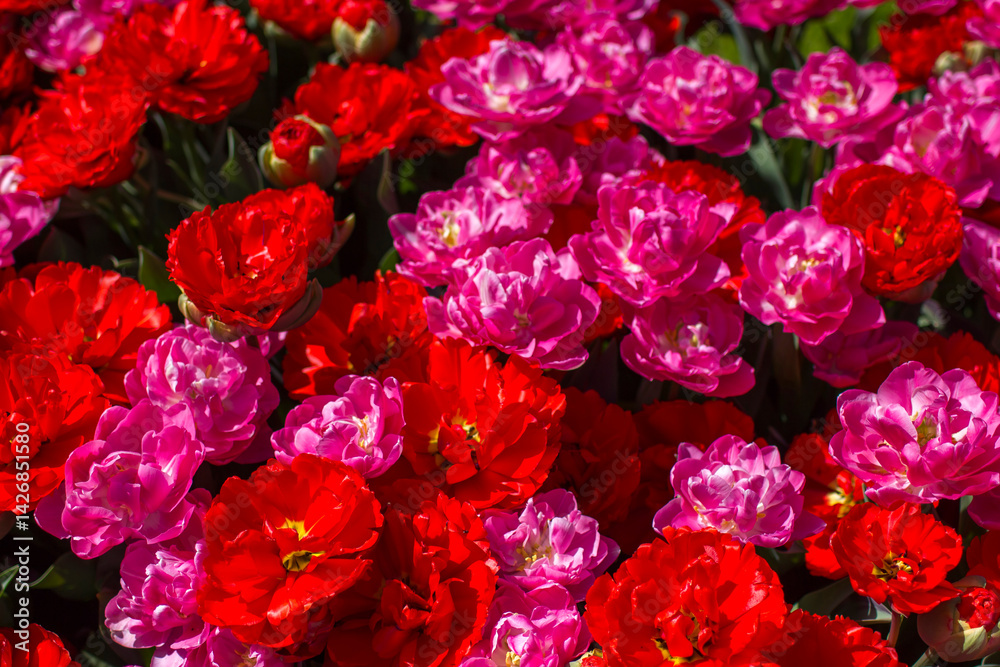 tulips flowers - spring flowers - closeu up
