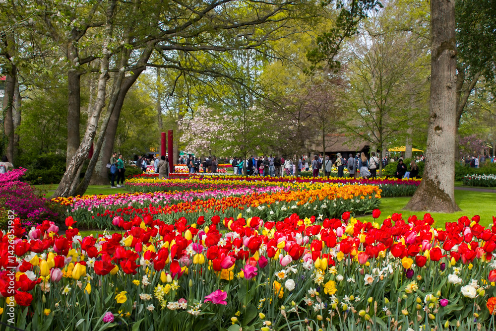 spring flowers in Keuhenhof in the Netherlands