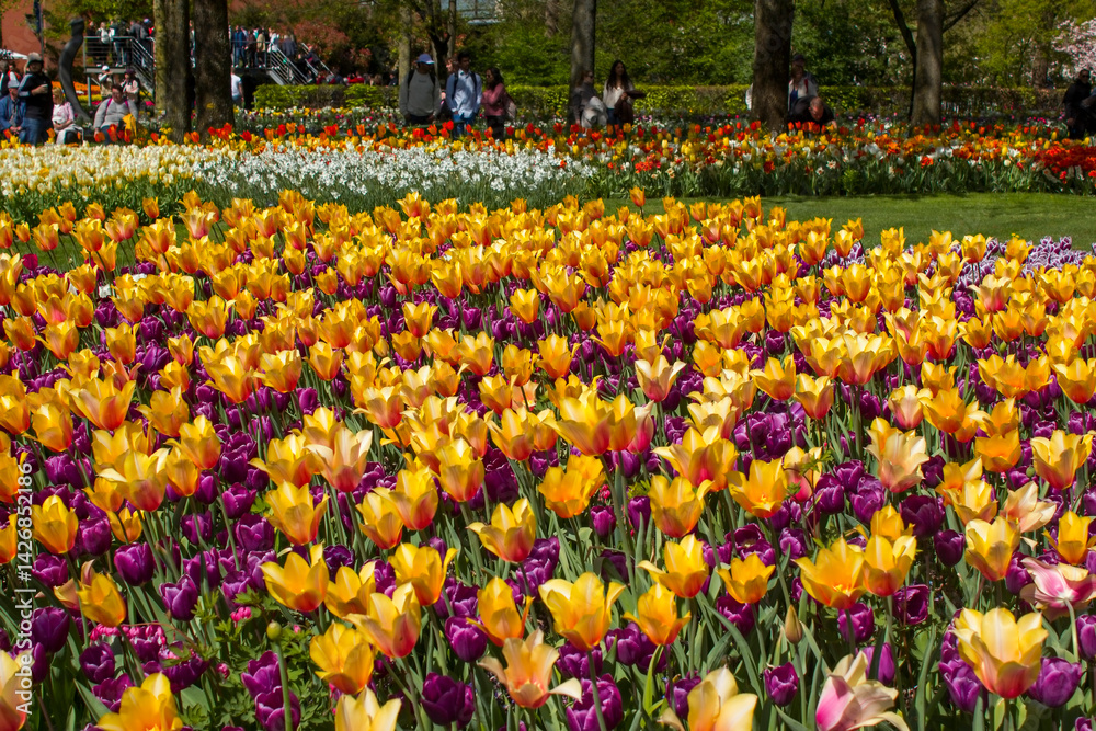 spring flowers in Keuhenhof in the Netherlands