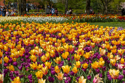 Obraz na płótnie spring flowers in Keuhenhof in the Netherlands w salonie