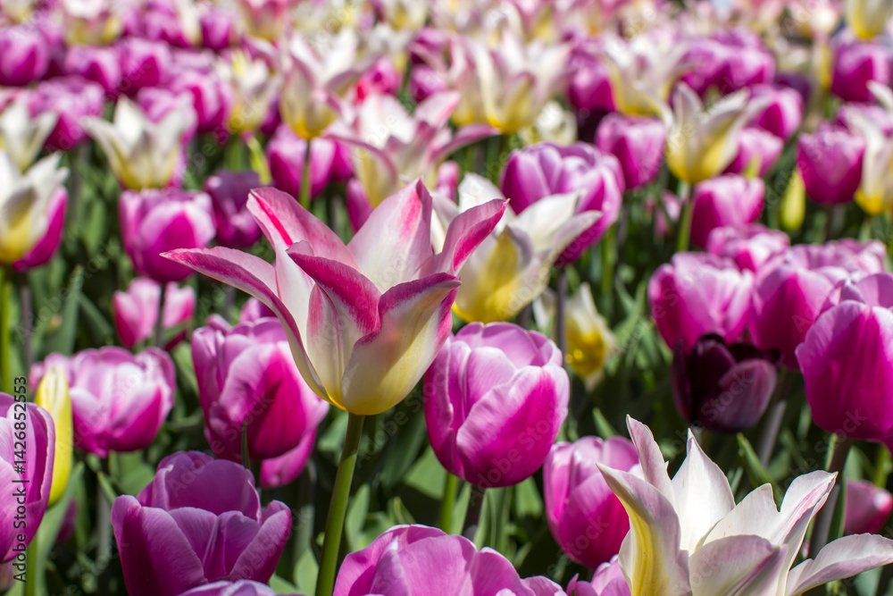 tulips flowers - spring flowers - closeu up