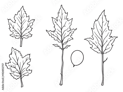 Poplar leaf line art black and white contour vintage illustration