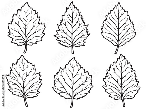 Poplar leaf line art botanical sketch design for wall prints