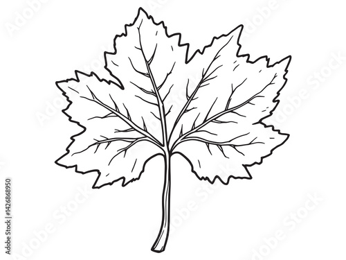 Sycamore leaf line art hand drawn botanical illustration with details