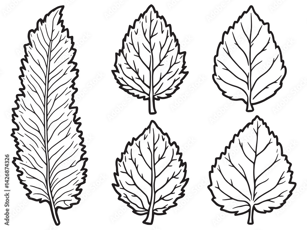 Obraz premium Walnut leaf line art detailed sketch for natural theme print
