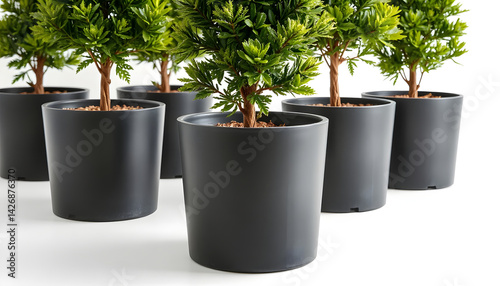 Decorative plants in modern black pots arranged on white background  