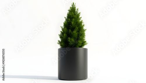 Green plant in a modern black pot against a white background  