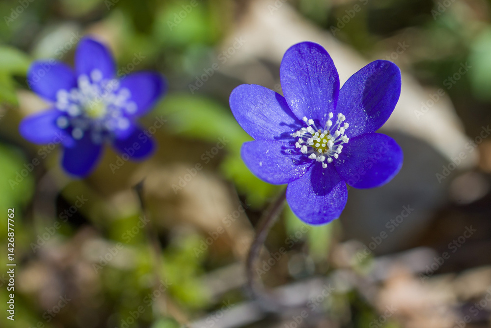 Vibrant purple flowers blooming in a natural setting during springtime in a forest