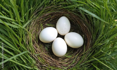 Obraz na płótnie Four white eggs lying in a natural nest on the grass, great for nature or outdoor theme related images w salonie