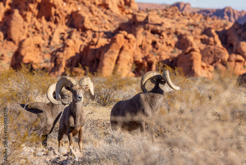 Desert Bighorn Sheep Rams in Winter in the Nevada Desert