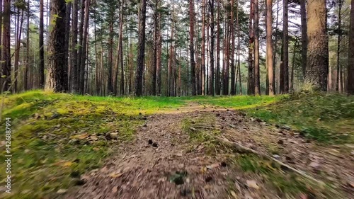 Latvian forest road