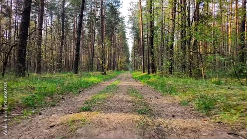 Latvian forest road
