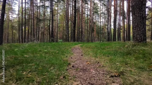 Latvian forest road