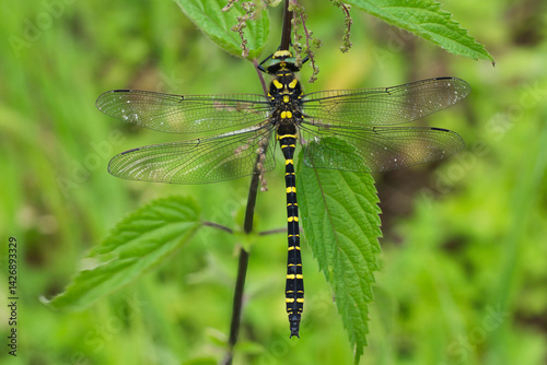 Zweigestreifte Quelljungfer an einer Brennnessel