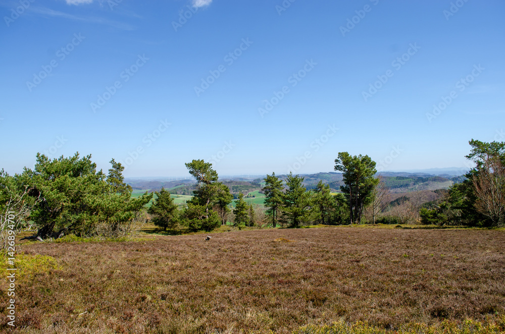 Spruce and Pine forest in Germany. In the background is a blue sky, meadows and a road.