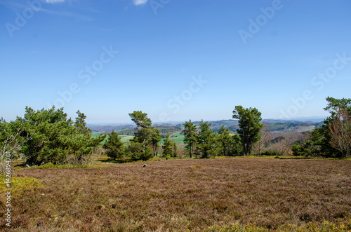 Obraz na płótnie Spruce and Pine forest in Germany. In the background is a blue sky, meadows and a road. w salonie