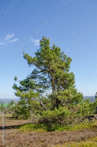 Obraz na płótnie Old twisted pine tree in natural landscape w salonie