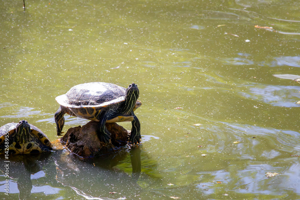 Obraz premium Turtles basking on rocks in a serene pond during a sunny afternoon in a natural habitat