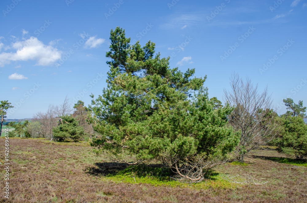 Old twisted pine tree in natural landscape