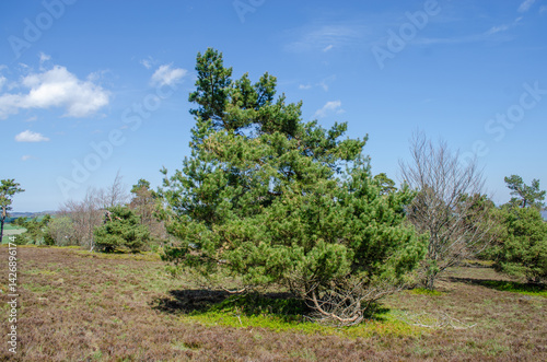 Obraz na płótnie Old twisted pine tree in natural landscape w salonie