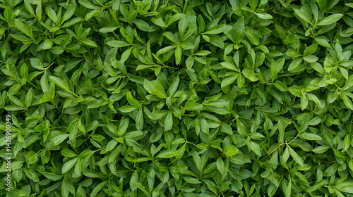 Dense Green Foliage Texture