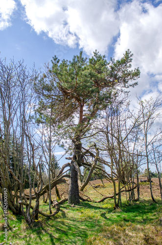 Obraz na płótnie Twisted pine tree standing in spring forest w salonie