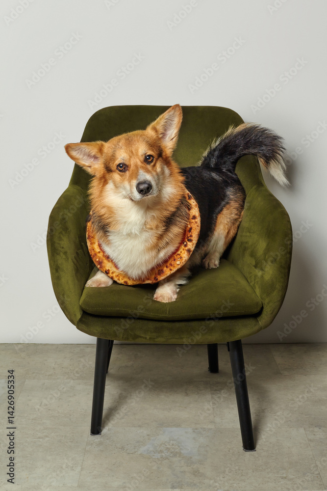 Welsh corgi pembroke sitting on green armchair wearing pizza crust like elizabethan collar
