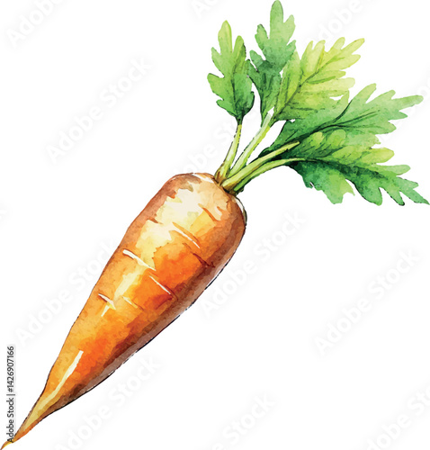 Watercolor Carrot Vector Illustration – Hand-painted Organic Root Vegetable Design for Healthy Eating, Farm Produce, and Botanical Art

