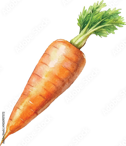 Watercolor Carrot Vector Illustration – Hand-painted Organic Root Vegetable Design for Healthy Eating, Farm Produce, and Botanical Art

