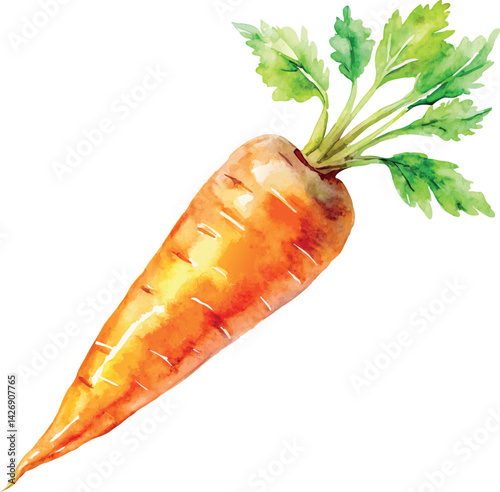 Watercolor Carrot Vector Illustration – Hand-painted Organic Root Vegetable Design for Healthy Eating, Farm Produce, and Botanical Art

