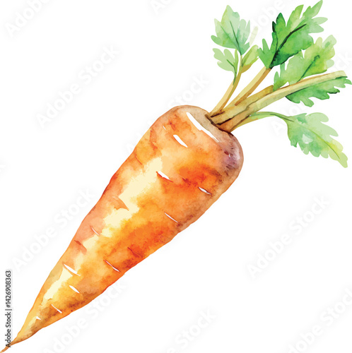 Watercolor Carrot Vector Illustration – Hand-painted Organic Root Vegetable Design for Healthy Eating, Farm Produce, and Botanical Art

